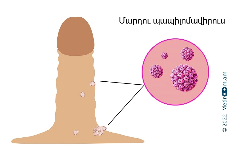 Սեռական գորտնուկներ